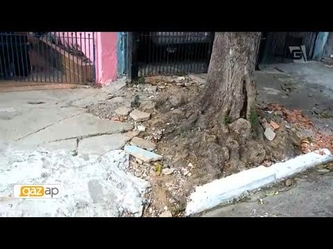 Raiz de árvore quebra piso de uma casa na zona leste